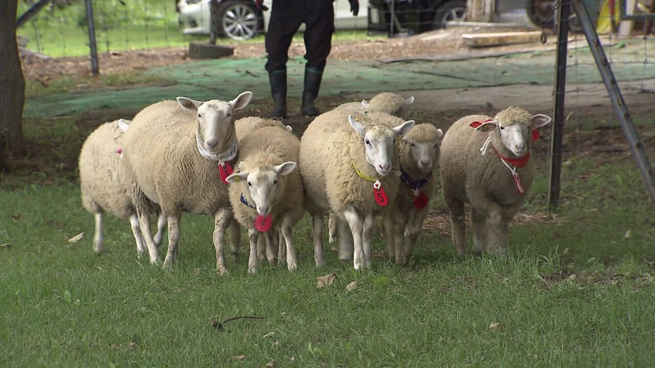 モフモフのニューフェイス！】羊ヶ丘展望台で8年ぶりに9頭の羊が