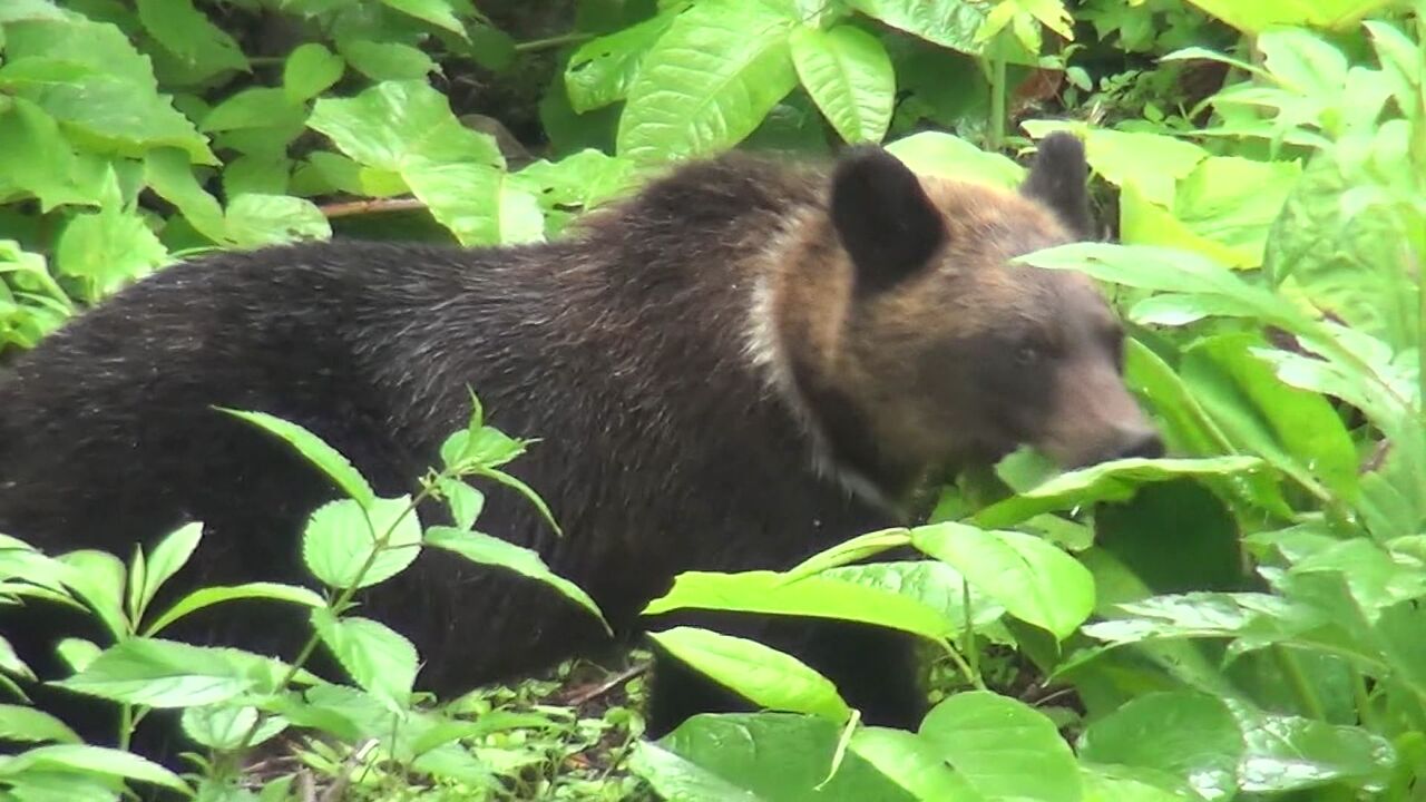 知床クマ襲撃】世界遺産登録後初めて登山客が襲われる 地元自治体は