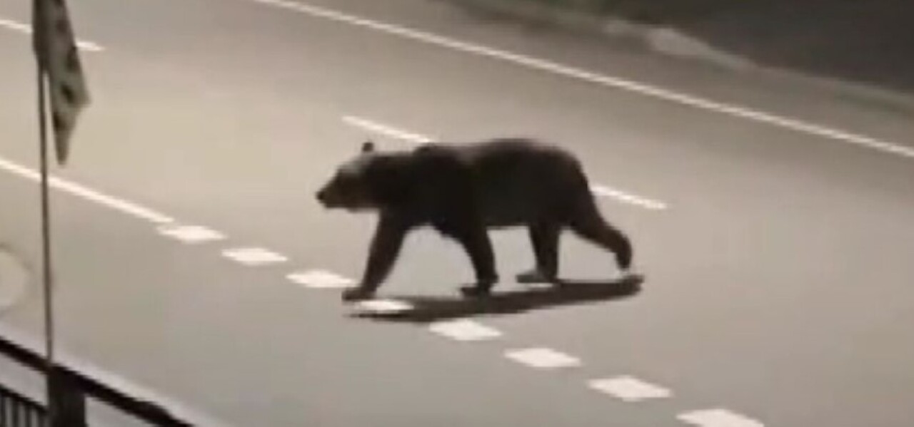 ヒグマ速報・新事実】「ナイフ持った方がいいかな」死亡した新聞配達員