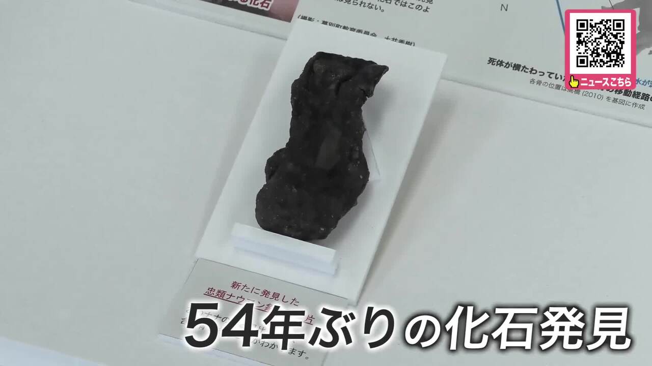 マイコレクションから最大級 ナウマンゾウ化石2 千葉県立中央博物館 on X: 