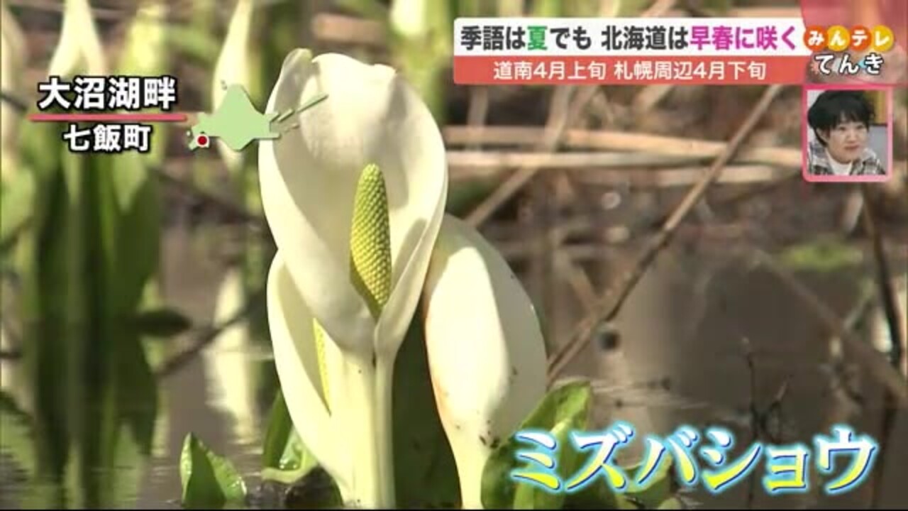 北海道の天気 4 6 火 夏が季語の花 北海道が日本で一番早く咲く