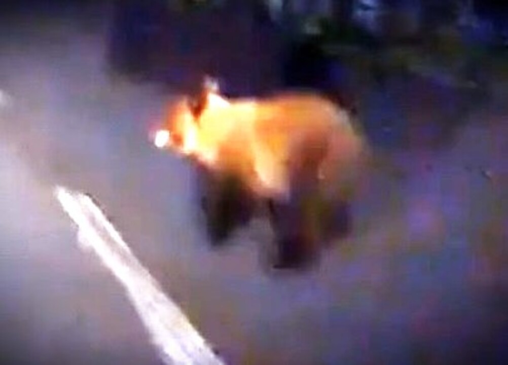 熊 過疎化が広げるクマの生息域 「保護」と「駆除」に苦しむ自治体 | 毎日新聞