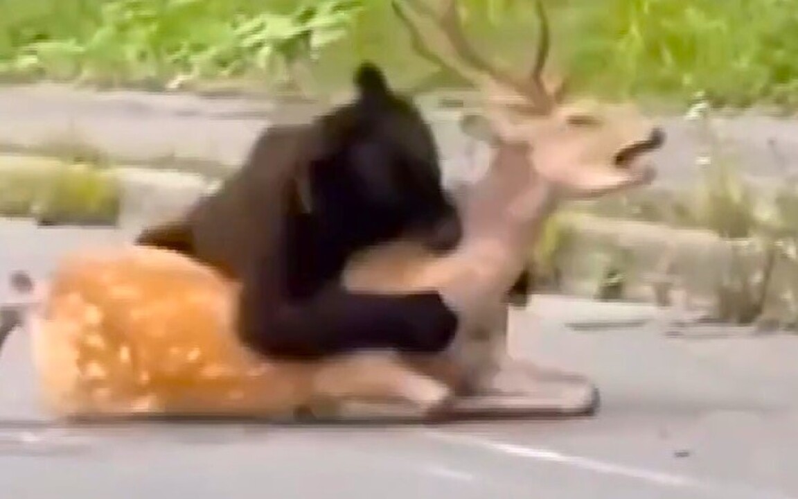 ヒグマ速報】巨大なエゾシカを背後から襲う怪力グマ＿車が行きかう国道