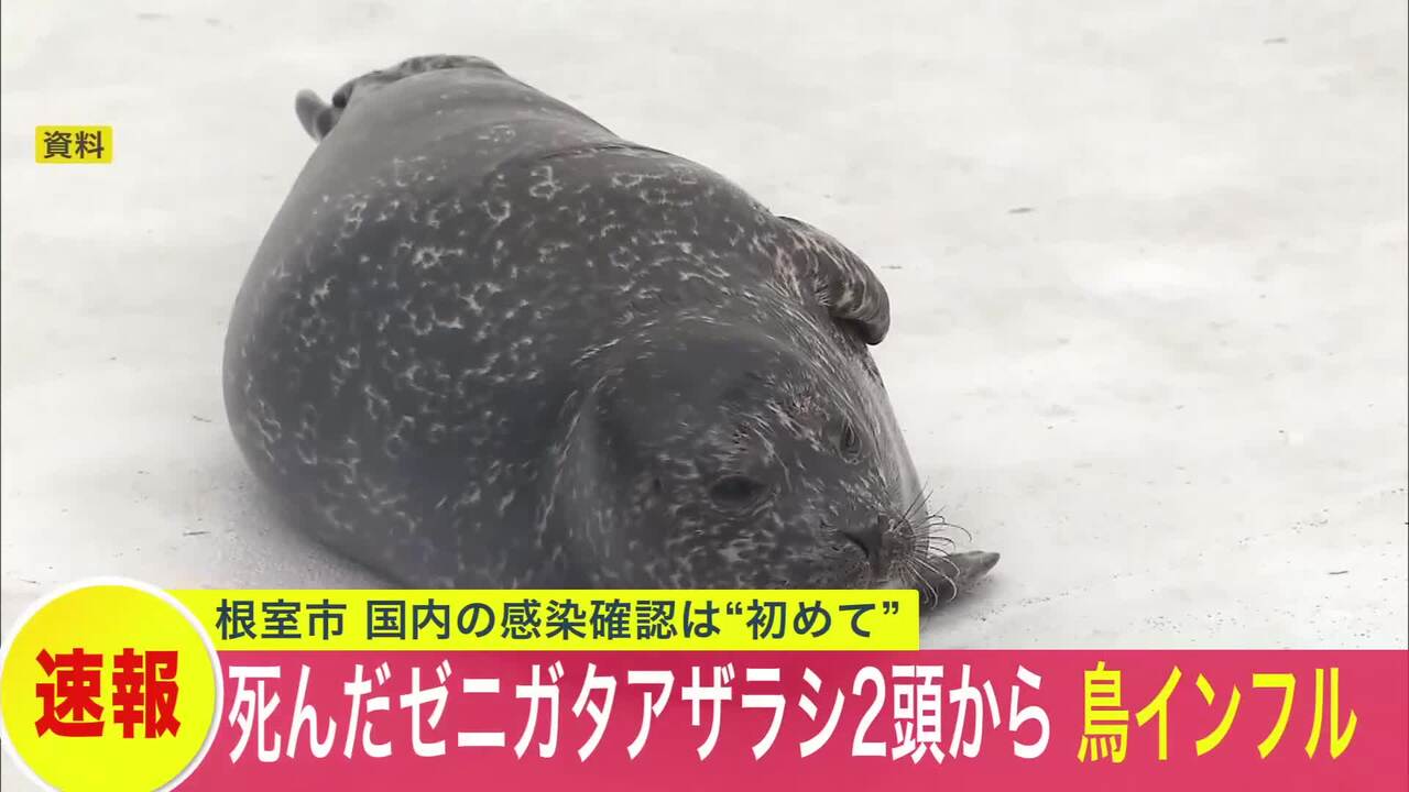 国内初】死んだアザラシ2頭から「高病原性鳥インフルエンザウイルス