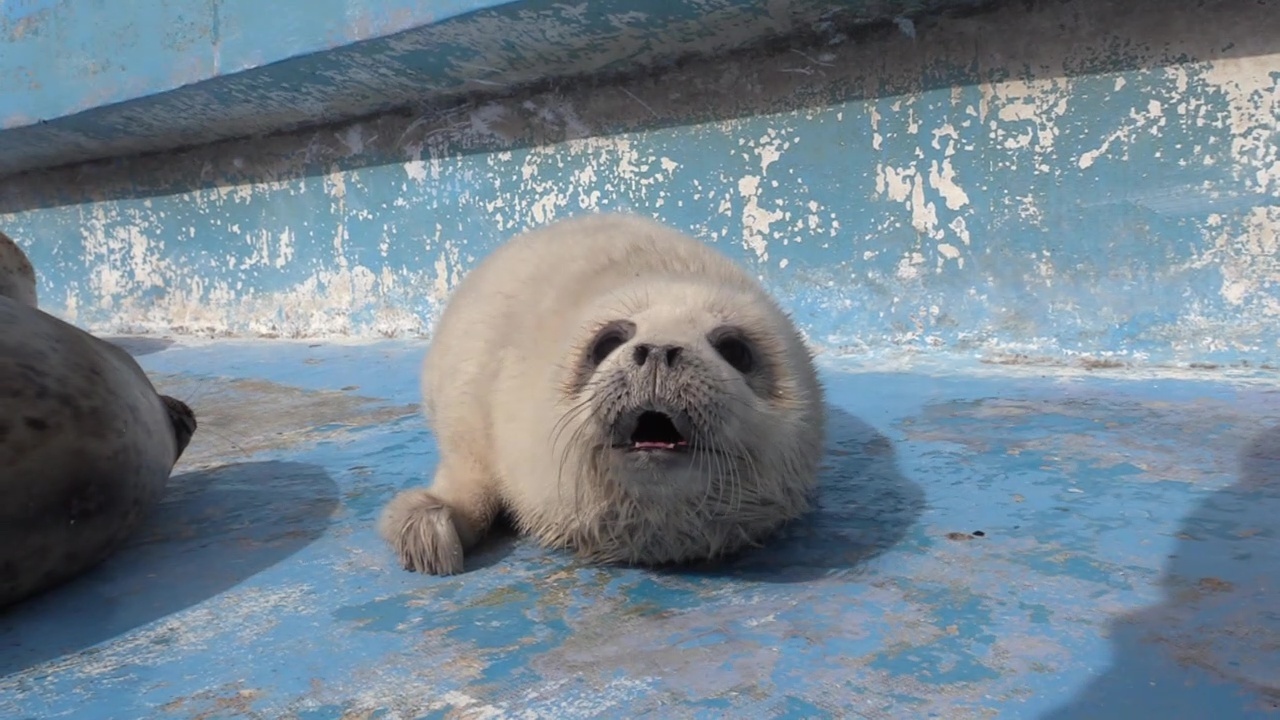 モフモフの状態が見られるのは今だけ！ 北海道稚内市の水族館で