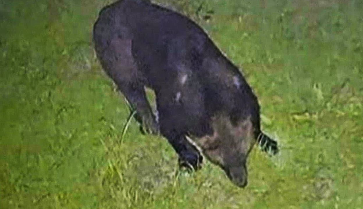 ヒグマ速報】新聞配達員襲撃からまもなく1週間「ゴミに強い執着を示す