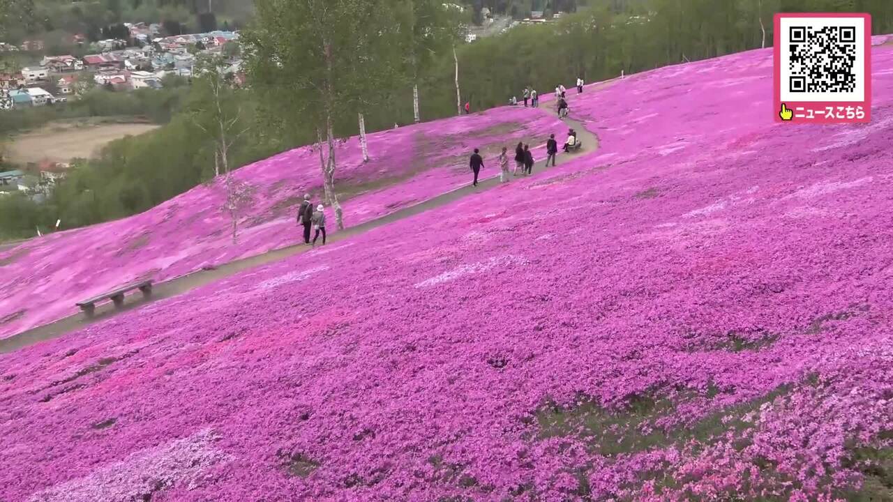 約10万平方メートルの丘が一面ピンク…「芝ざくら滝上公園」で