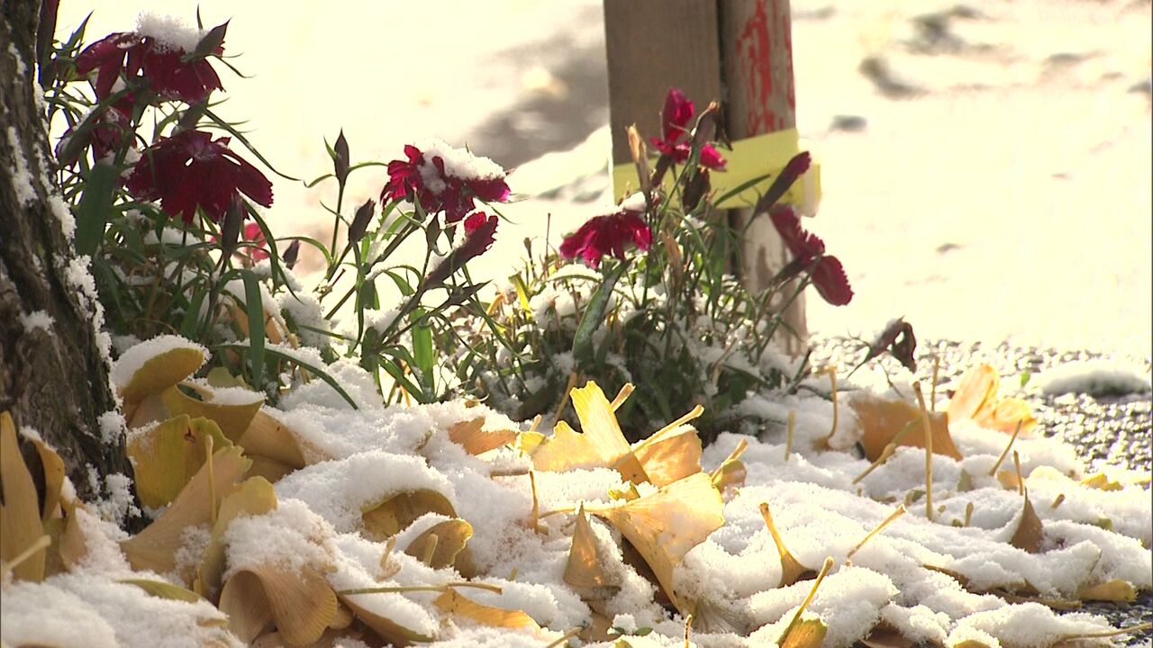 真冬並みの寒気が襲来 上川地方では積雪が既に14センチ 旭川市は