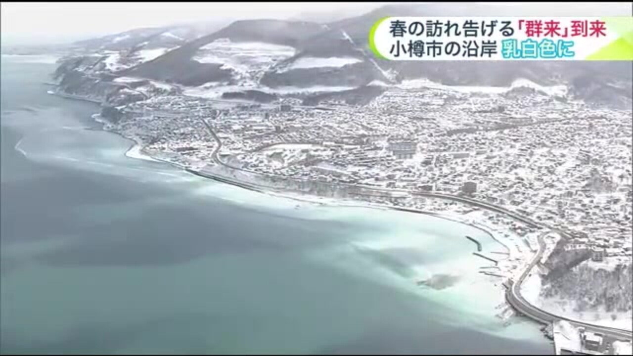 春の訪れを告げる「群来」小樽市の海岸で青い海が一面”乳白色”に…今後