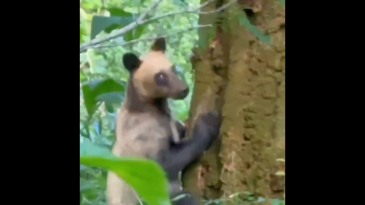 木から降りてくるヒグマ―八雲町で撮影される【各地で遭遇】札幌市西区