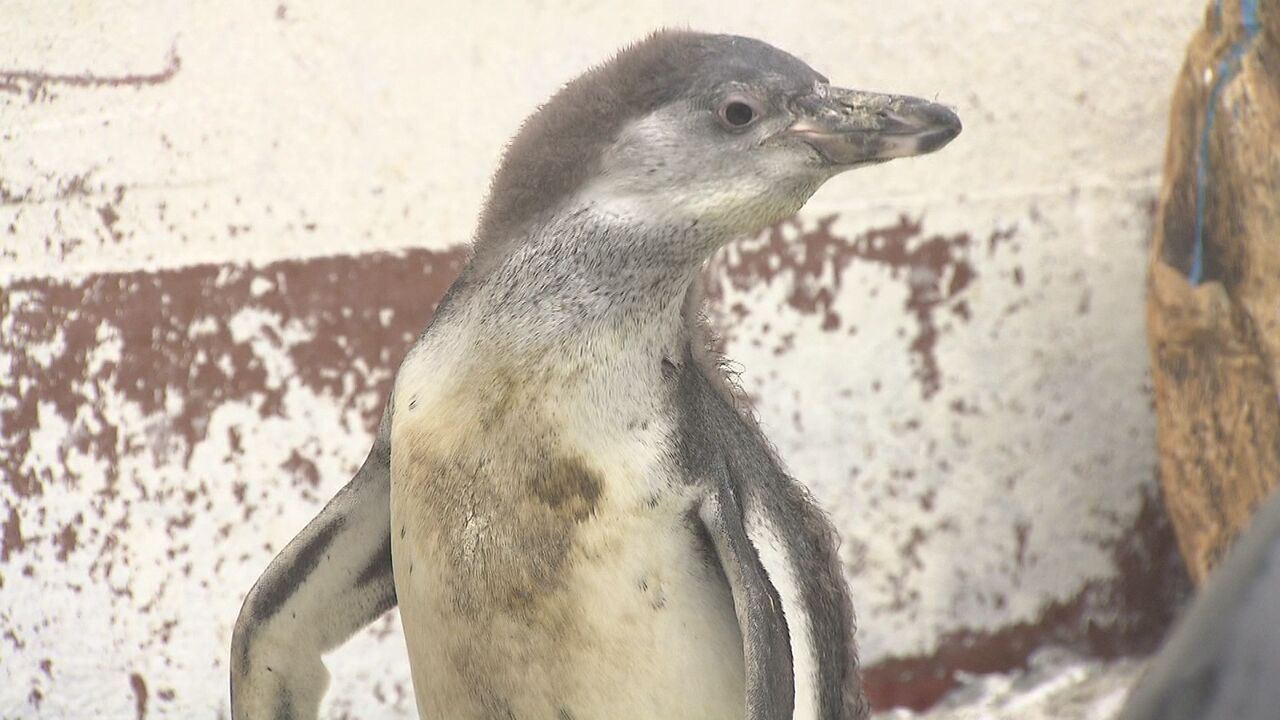 フンボルトペンギンの赤ちゃんプールデビュー】体毛ふわふわ―初めての