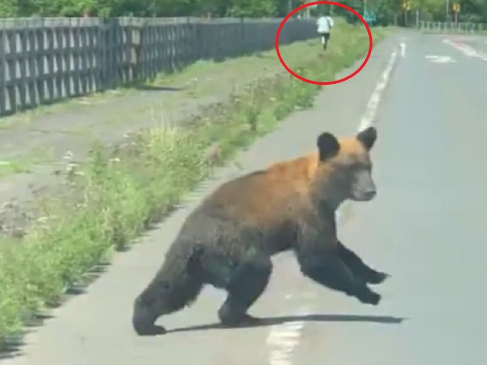 ヒグマとばったり】道を歩く男性の目の前に突然クマが…のしのし歩き男性の方に近づくも…偶然通りがかった乗用車に気づき草むらに姿消す  男性は車に救助され無事 北海道標茶町