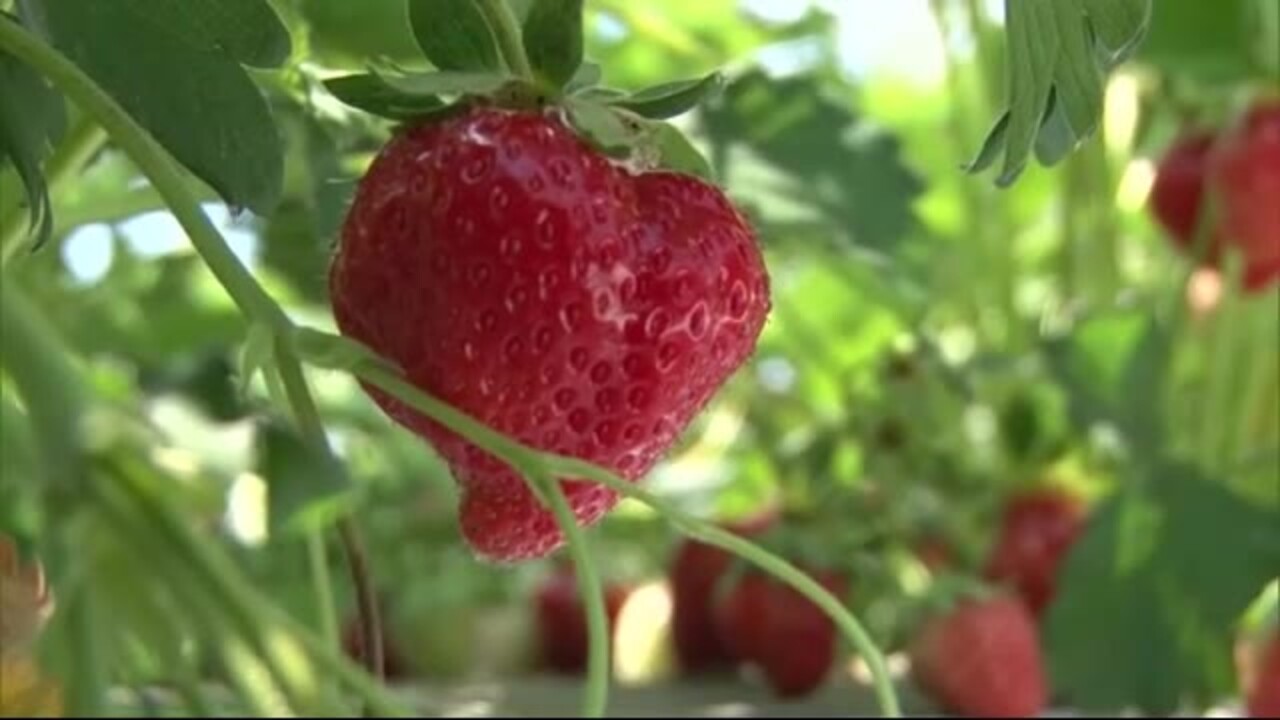 北海道ニュース Uhb Uhb 北海道文化放送 北海道ニュース Uhb Uhb 北海道文化放送
