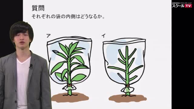 動画で学習 1 植物の水の通り道 理科