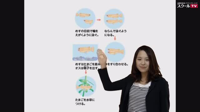 動画で学習 ２ メダカのたんじょう その１ 理科