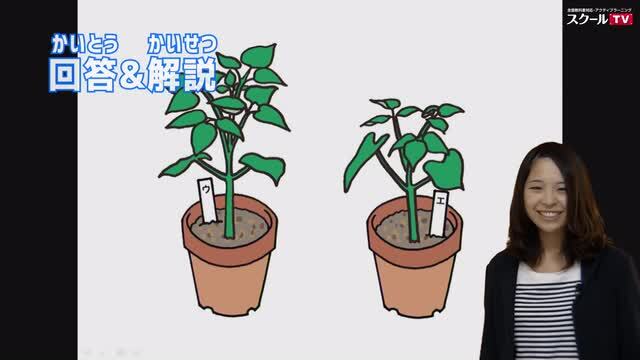 動画で学習 3 植物が成長する条件 理科
