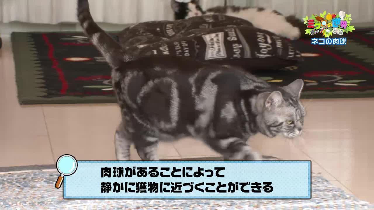 ネコの肉球｜ミクロの世界｜eo光チャンネル【eo光テレビの関西地域情報