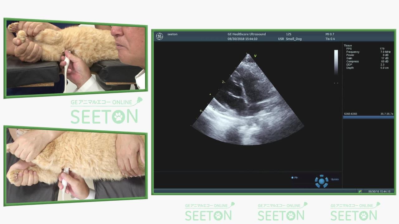 Vol 1 猫の心エコーを見るときの設定のポイント 講座 エコー動画講座 心臓編 猫 Geアニマルエコー 動物超音波 シートン
