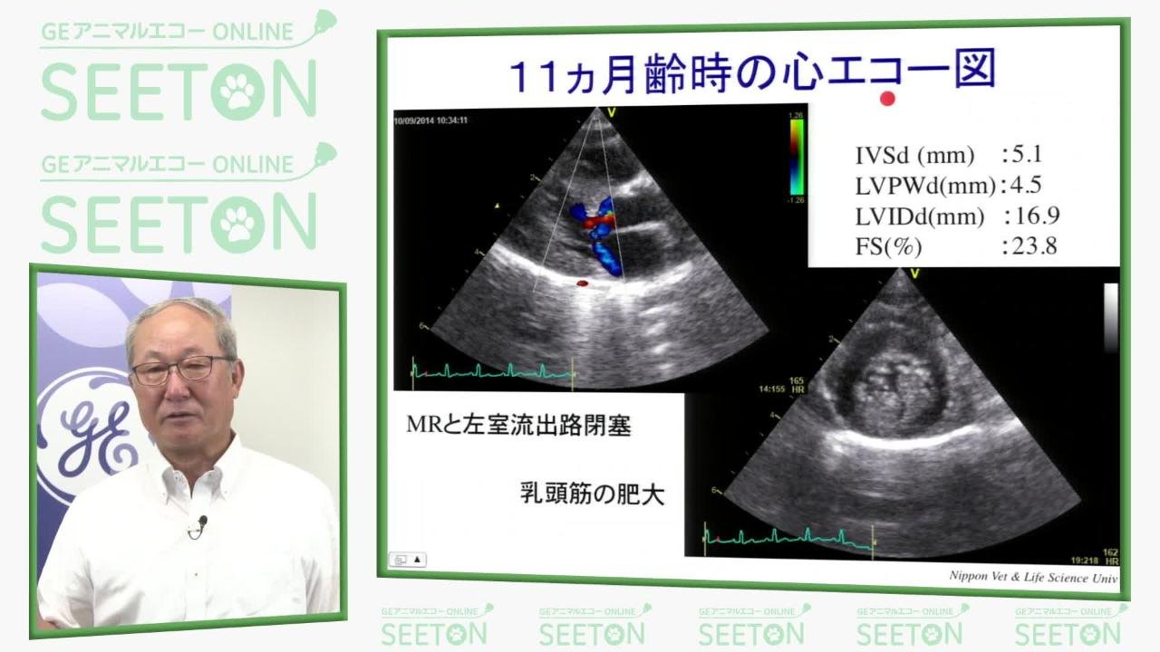 Vol.3 猫の心筋症の超音波検査(講座)|エコー動画講座(心臓編・猫