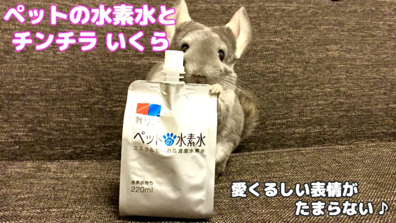 楽天市場】水素水 犬 猫 ペット用 水素量1.4ppm 開封7日後でも95％以上