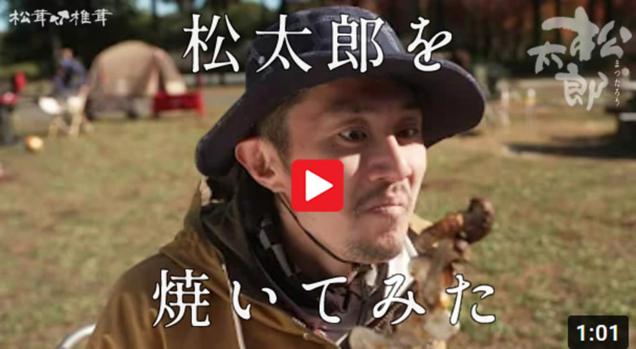 楽天市場】松太郎 きのこ［良品］300g（お試し不揃い）松茸×椎茸