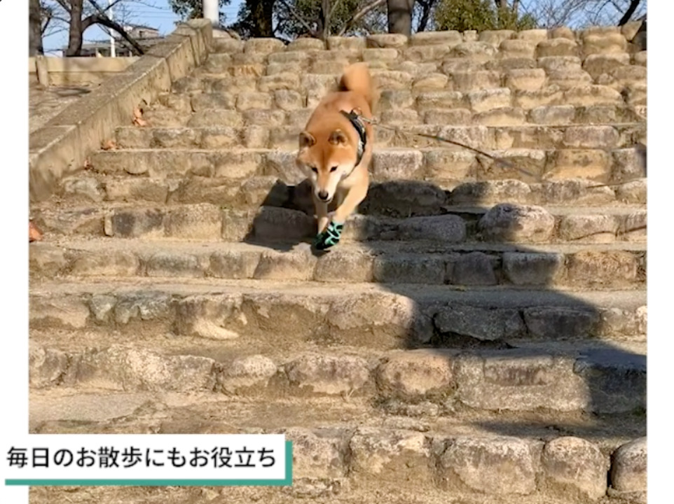 楽天市場】【ポイント最大10倍】8/18 9:59迄☆ 犬 くつ いぬたび