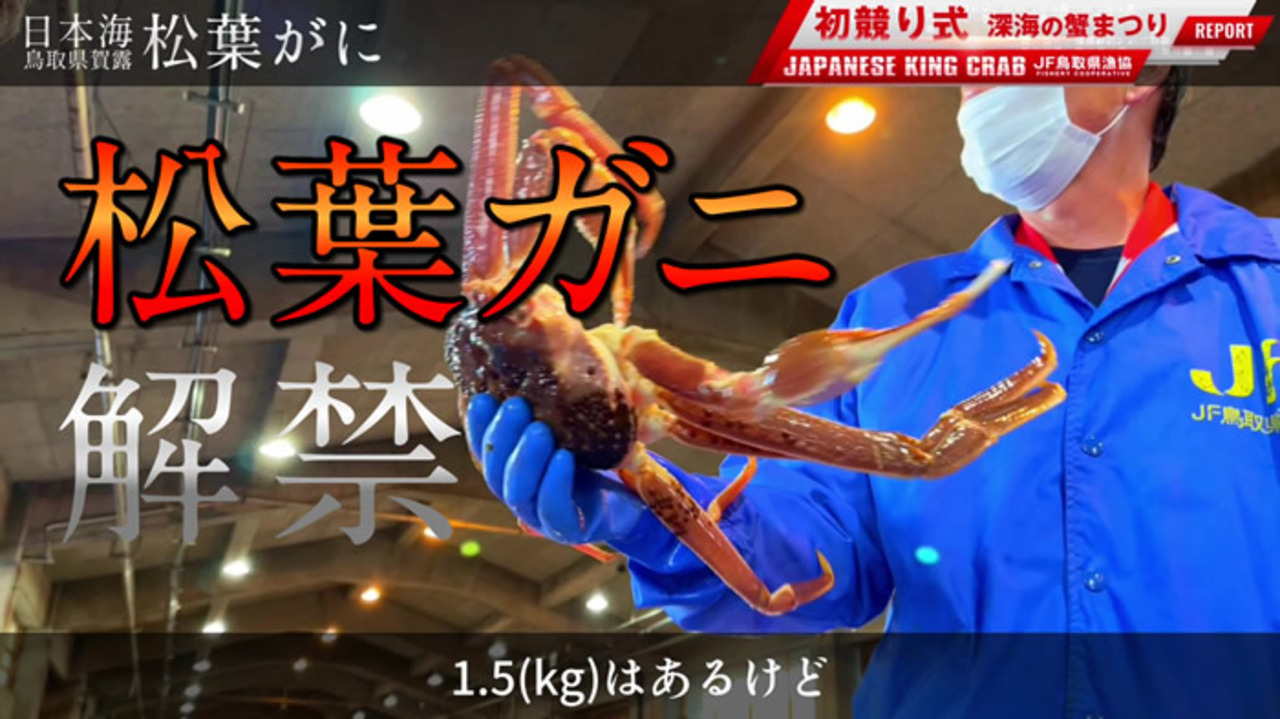 楽天市場】松葉ガニ タグ付き［漁解禁］松葉蟹 中500g 浜ゆで