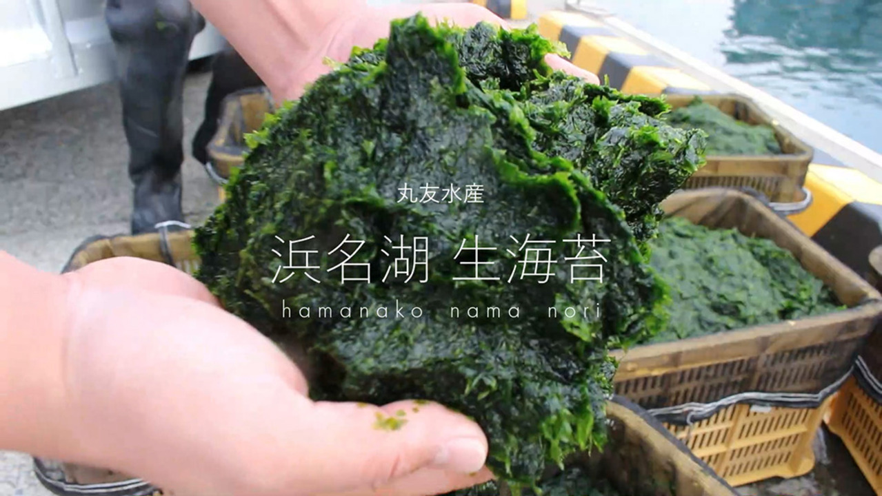 楽天市場】静岡県浜名湖産・生のり 600g（100g 6パック）冷凍便