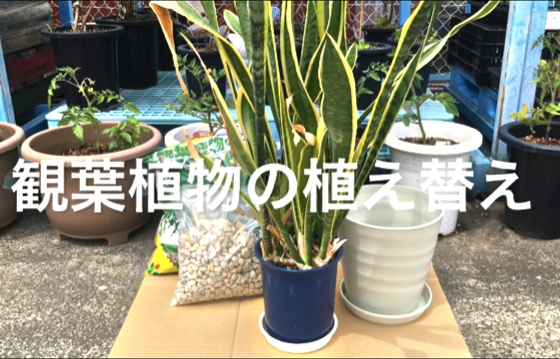 楽天市場】オフィスにも人気送料込み（一部除く）アイボリー観葉植物 植え替え セット １０号鉢、土、鉢底石、受皿のセット : ガーデニング用品テラコッター