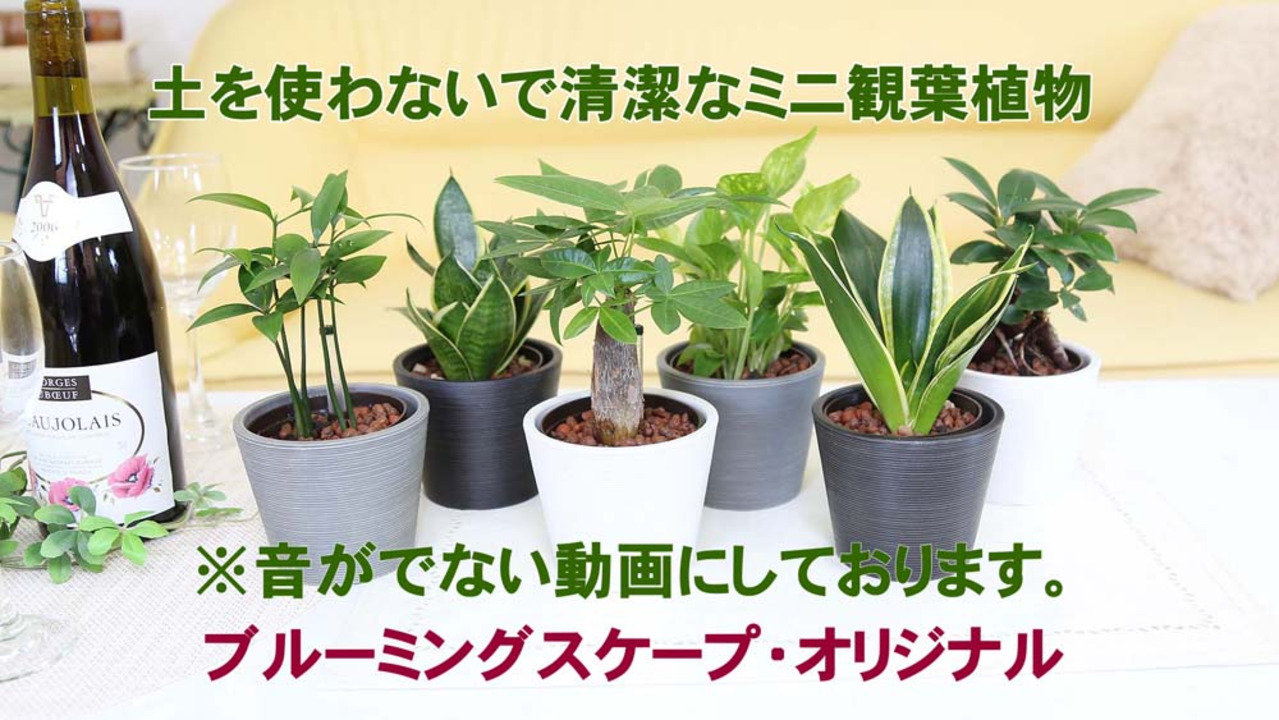 楽天市場】土を使わず清潔感もある観葉植物・選べる品種と鉢カバー  丸形ストライプ鉢＋水の量がわかる水位計付き「スモールサイズ・ハイドロカルチャー」２鉢セット : ブルーミングスケープ