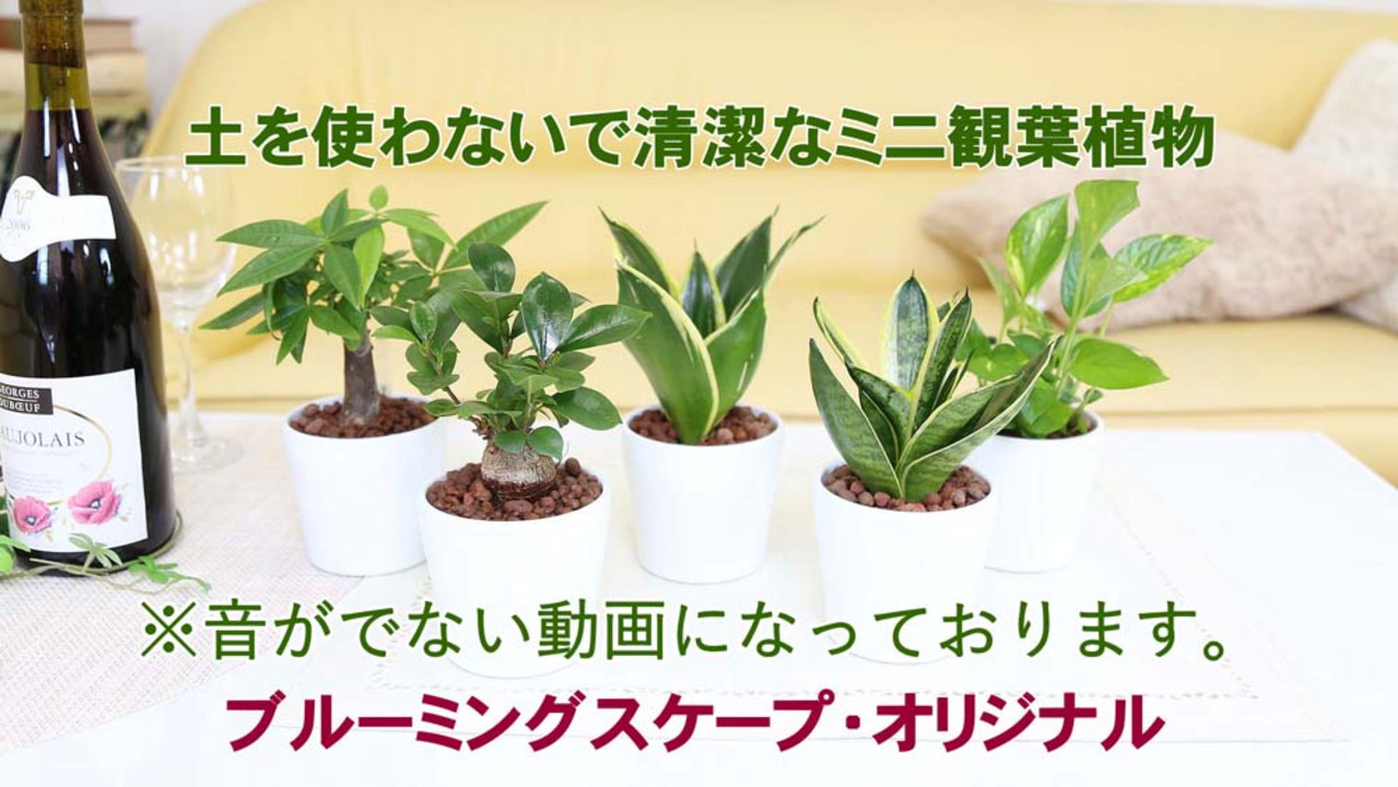楽天市場】【水耕栽培】 がじゅまる（幹太）ボール型 ガラス容器