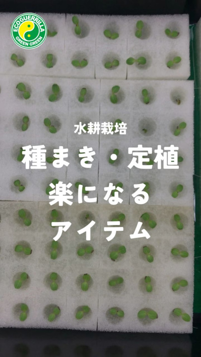 水耕栽培 スポンジ 葉菜用培地 くぼみスリットあり 300個 種まき スポンジ ウレタン 培地 水耕栽培専門店のエコゲリラ