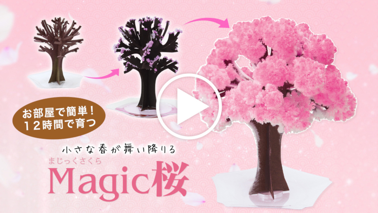 楽天市場】【メール便】マジック桜 Magic桜 12時間で咲く感動のサクラ