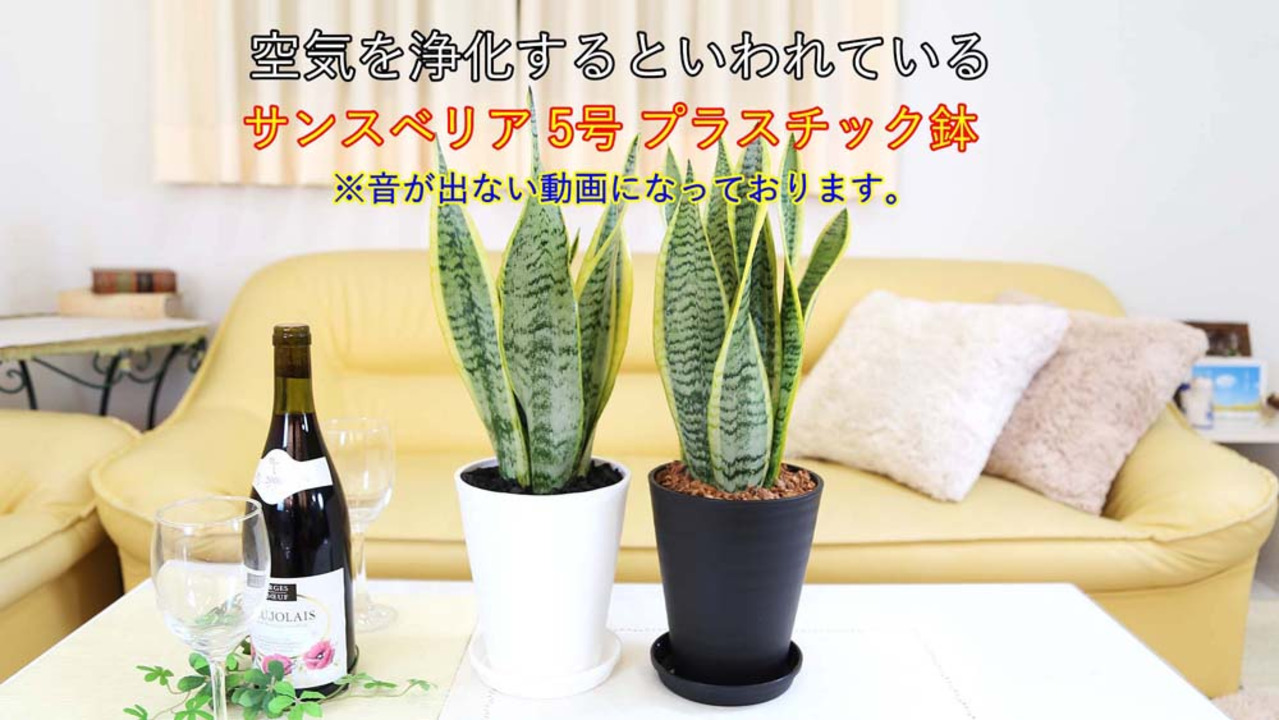 k*m様 S4566☆オークション販売☆ サンスベリア スノーホワイト