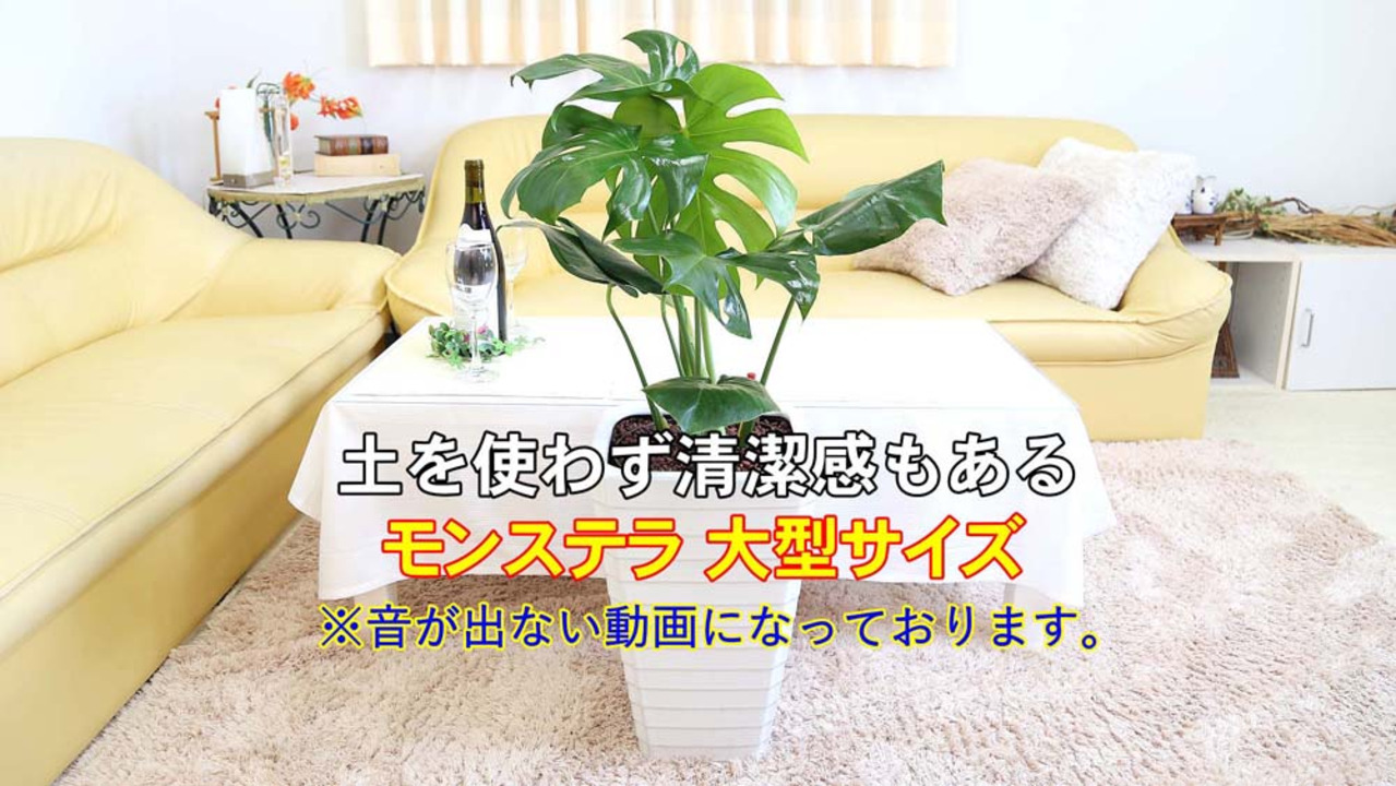 楽天市場】土を使わないで清潔な大型サイズのモンステラ・ホワイト