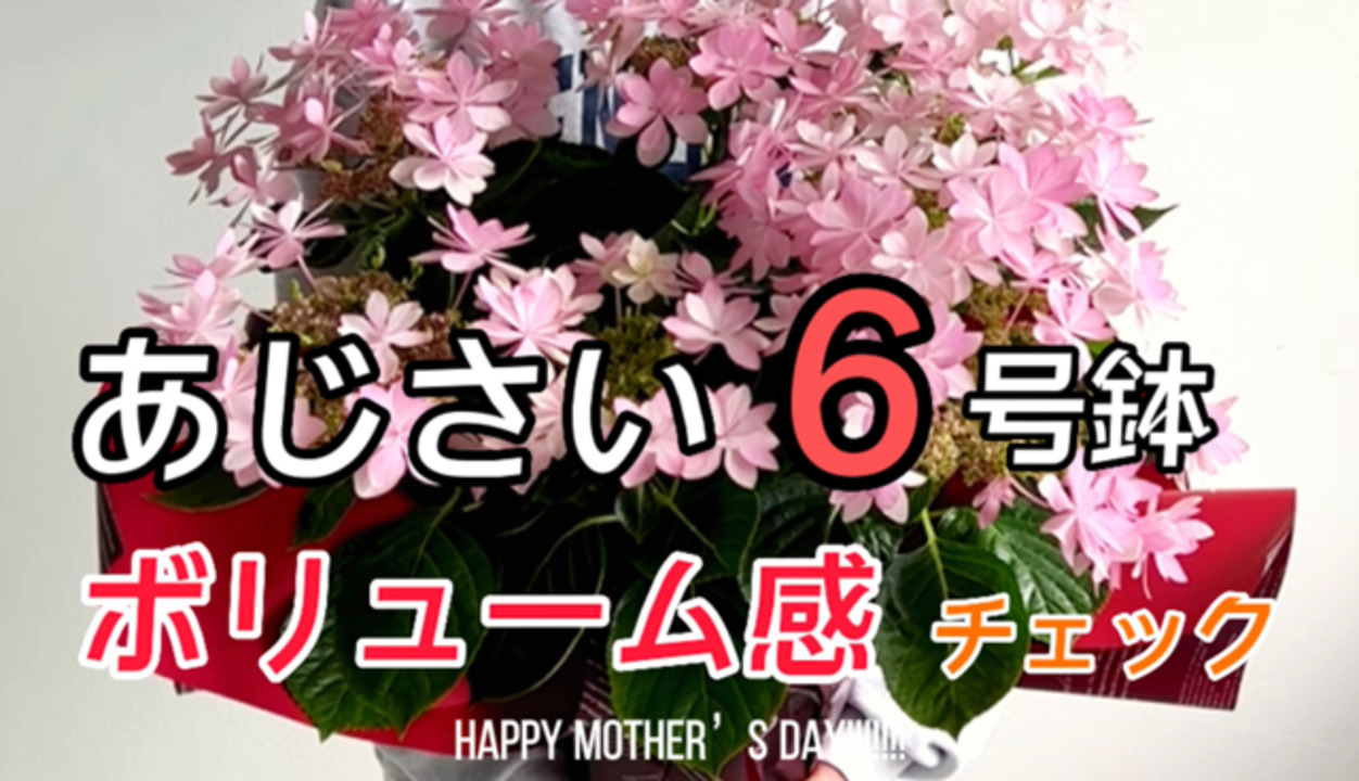 【特選】　アジサイ　6種6鉢 紫陽花 楽天市場】母の日 遅れてごめんね 紫陽花 6号鉢【ワンサイズ