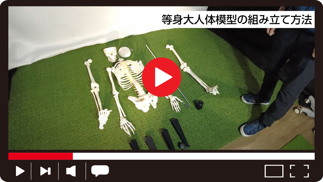 楽天市場】【国際規格認証品】 等身大 人体模型 骨格模型 170cm