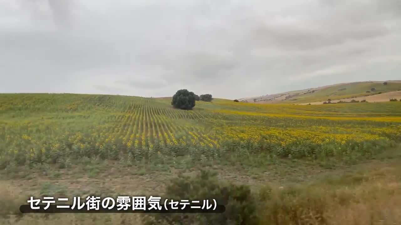 アンダルシアの地に一面咲き誇るひまわり畑の風景をご覧ください。