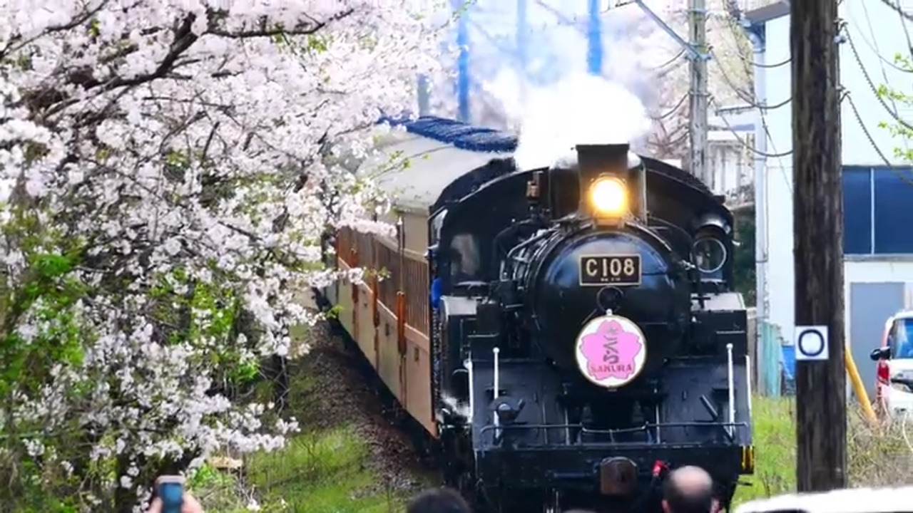 桜とチューリップの2つのお花見 大井川鐡道SL乗車と海鮮玉手箱5種の