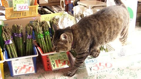 野菜直売所のネコ店長が人気 当別町（動画）：北海道新聞デジタル