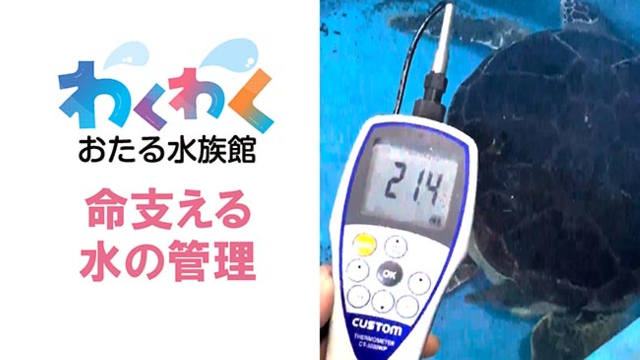 ＜わくわく　おたる水族館＞水の管理　命の源、五感研ぎ澄ませ