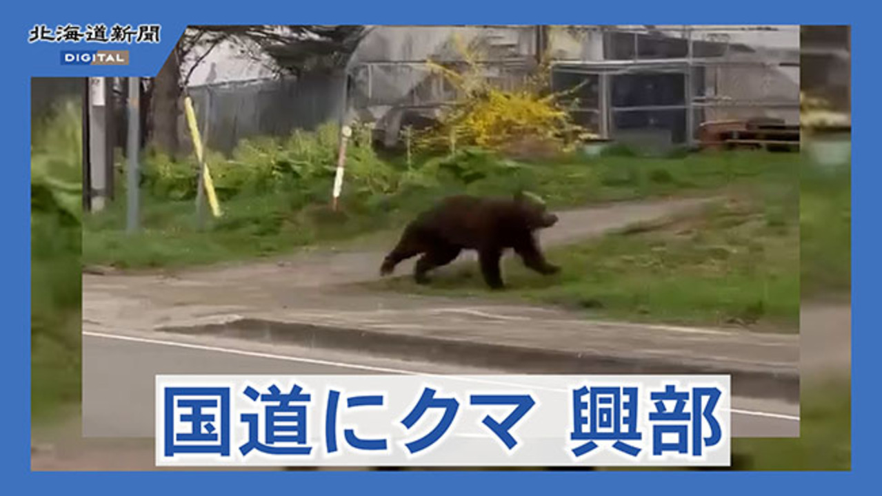 札幌市街地周辺、クマ33頭生息 繁殖、定着明らかに（動画）：北海道