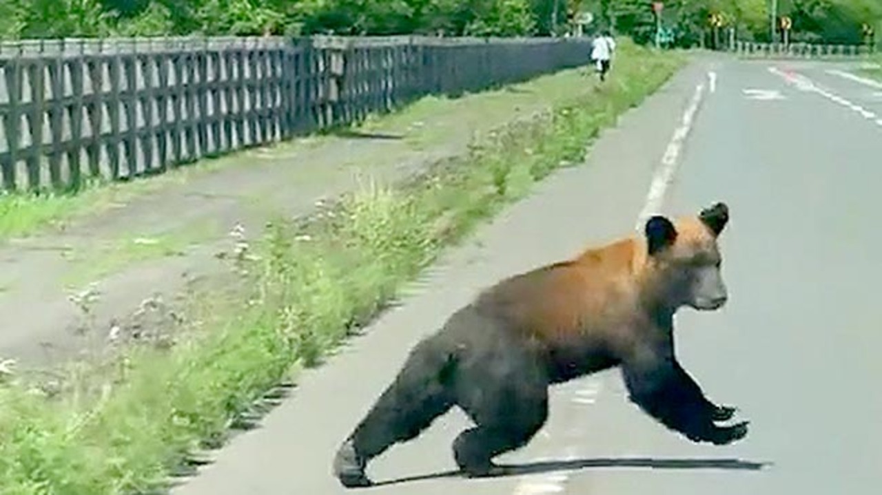標茶町の道路にヒグマ（動画）：北海道新聞デジタル