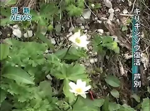 芦別・崕山２ 絶滅が危惧されたキリギシソウ確認（動画）：北海道新聞デジタル