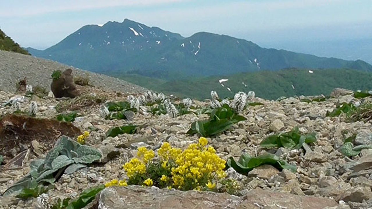 天空の花園、夕張岳 色づく高山植物 固有種競演（動画）：北海道新聞