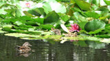 道庁の池にスイレンの花　オシドリとコラボ