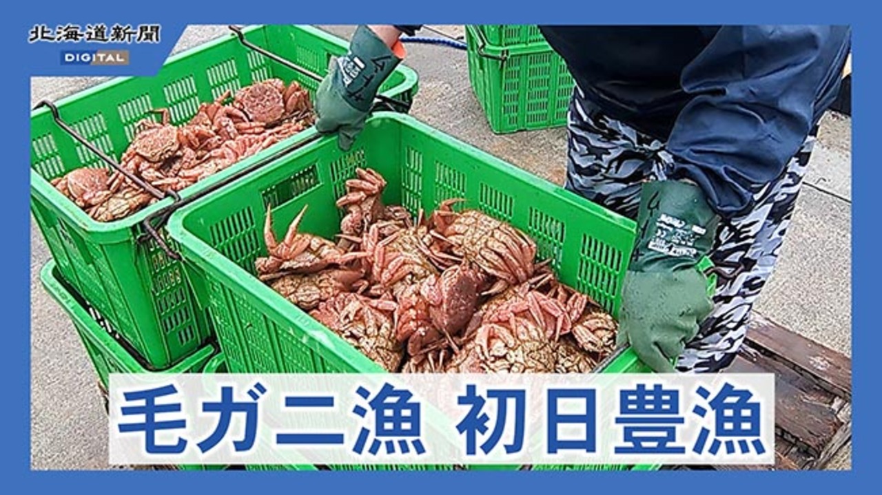 【4枚セット】汚染された三角州 KTK版 日本語版 噴火湾毛ガニかご漁 初日水揚げ過去10年で最多 試験操業：北海道新聞