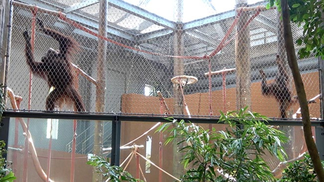 円山動物園に新施設「オランウータンとボルネオの森」公開