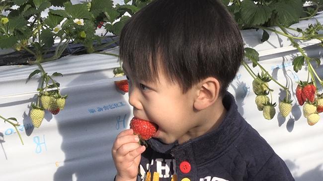 真冬のイチゴ狩り楽しんで 恵庭の スパル農園 動画 北海道新聞 どうしん電子版