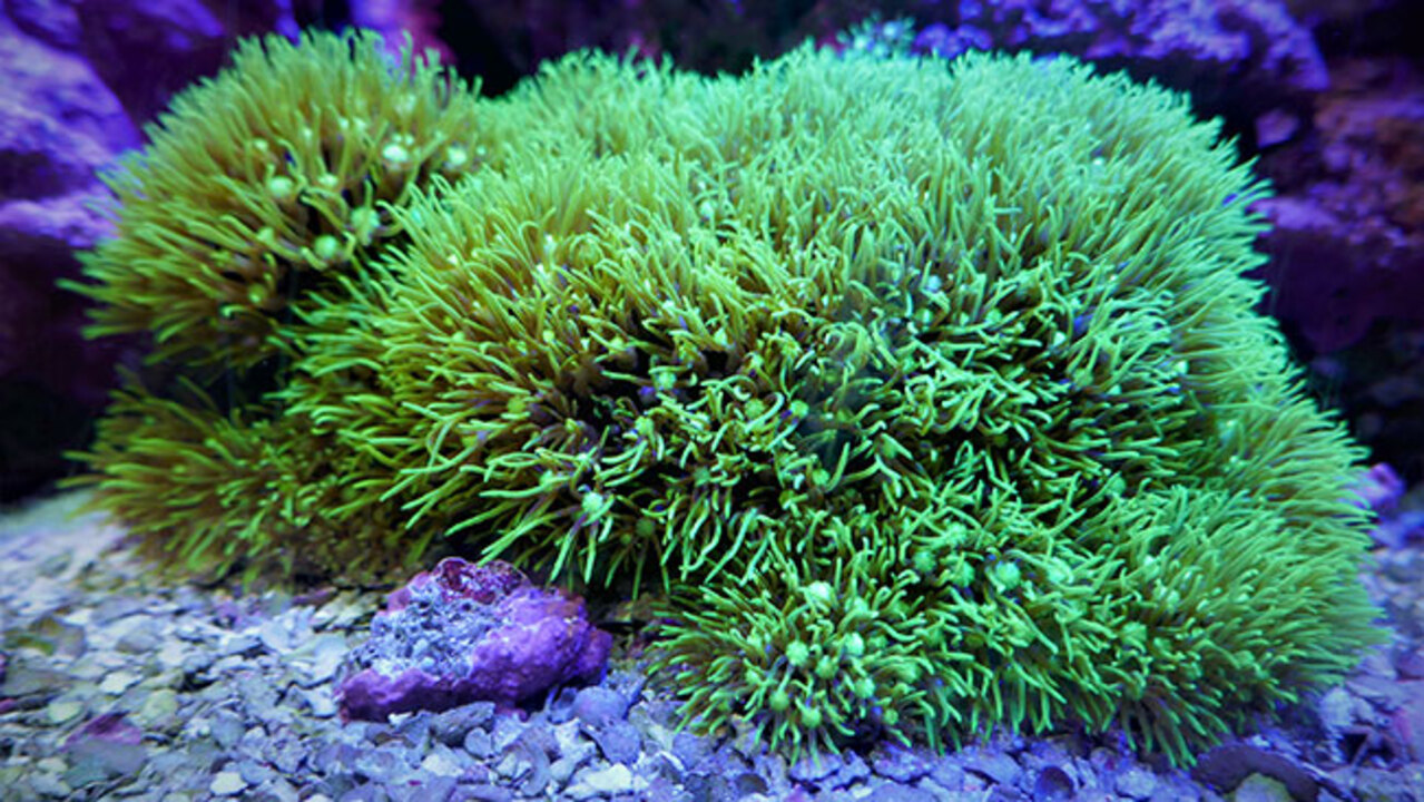 スターポリプ大 おたる水族館 楽しい仲間たち＞ゆっくり成長スターポリプ（動画